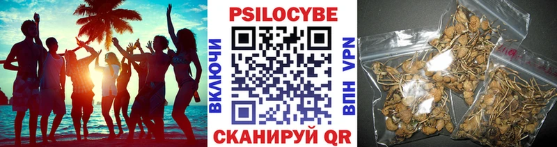 наркошоп  Верещагино  Галлюциногенные грибы Psilocybe 